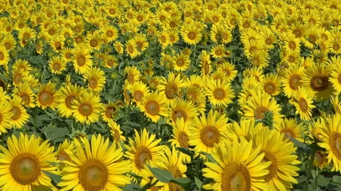 Sunflower Field Video stock 144882270