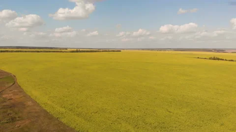 Sunflower field Stock Footage 146983958