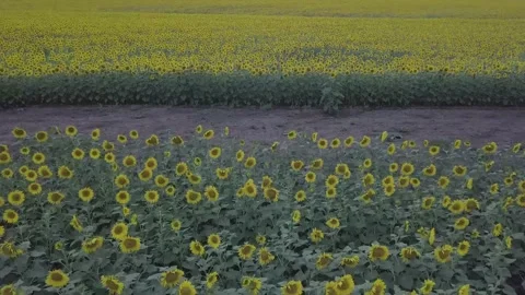 Sunflower field. Stock Footage 148655939
