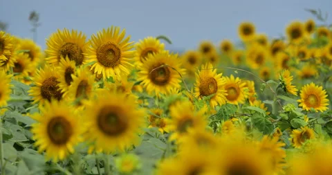 Sunflower field Stock Footage 150529979