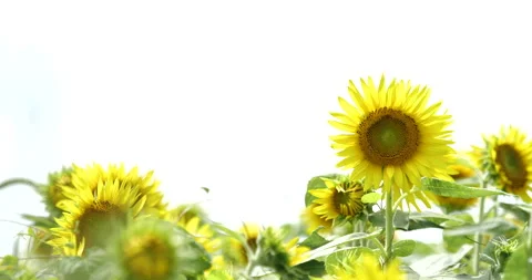 Sunflower field Video stock 151298038