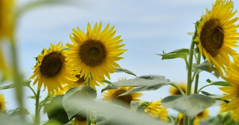 Sunflower field. Video stock 151494795