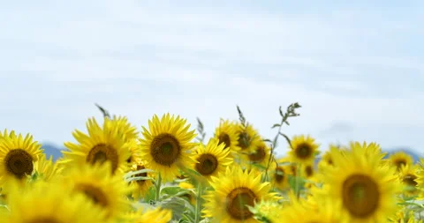 Sunflower field. Stock Footage 151497263