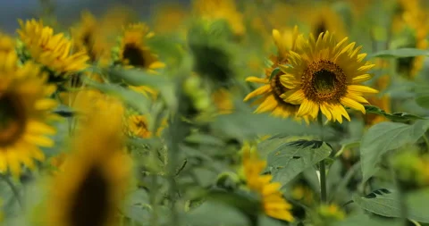 Sunflower field. Stock Footage 152744484