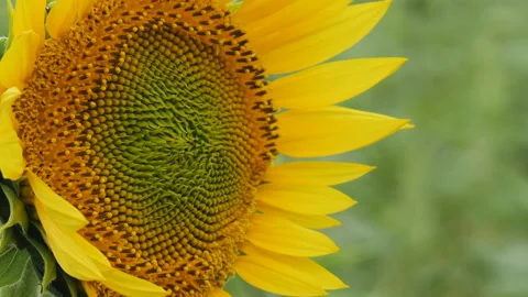Sunflower in the field Видео 157951938