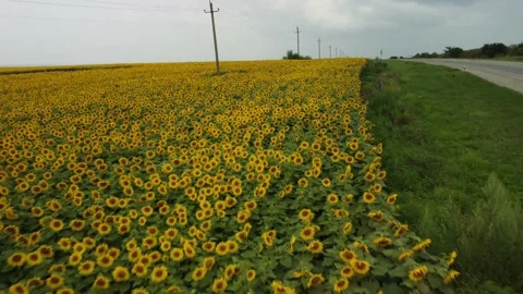 Sunflower field Stock Footage 159738810