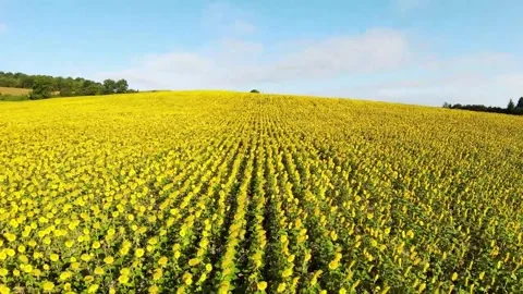 Sunflower field Stock Footage 163297465