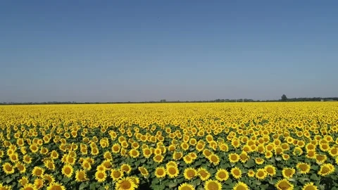 Sunflower field Stock-Footage 166857821