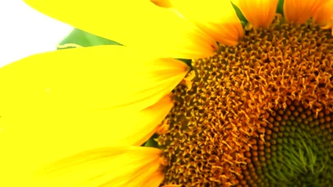 Sunflower field Stock Footage 167186629
