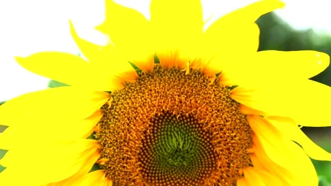 Sunflower field Stock Footage 167186725