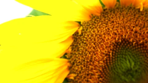 Sunflower field Stock Footage 167186784