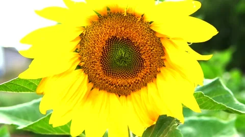 Sunflower field Stock Footage 167186867