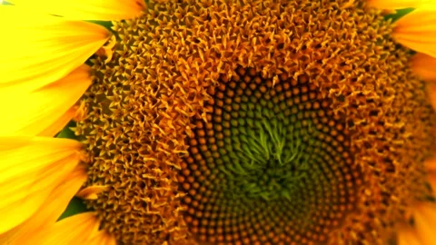 Sunflower field Stock Footage 167186900