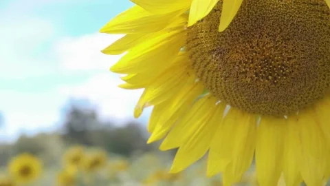 Sunflower Field Stock Footage 169664831