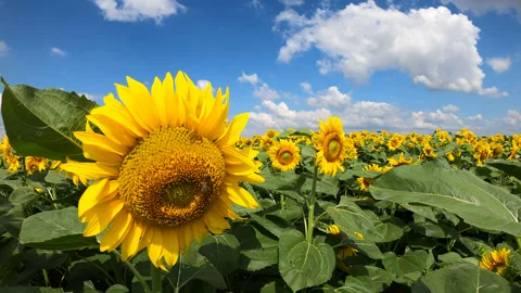 Sunflower field Stock Footage 171191999