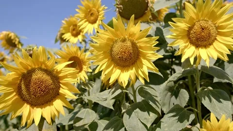 Sunflower in the field Stock Footage 171555429