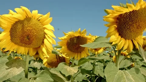 Sunflower field Stock Footage 171559230