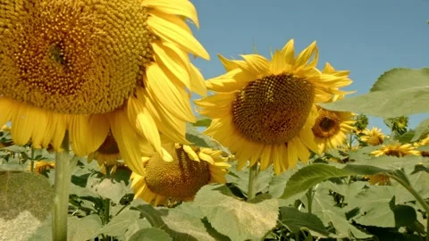 Sunflower in the field Stock Footage 171559271