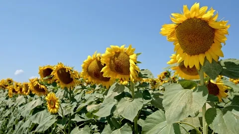 Sunflower in the field Stock Footage 171559339