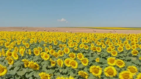Sunflower field Stock Footage 171571880