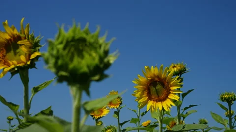 Sunflower field. Video stock 182299074
