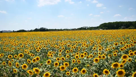 Sunflower field Video stock 201182939