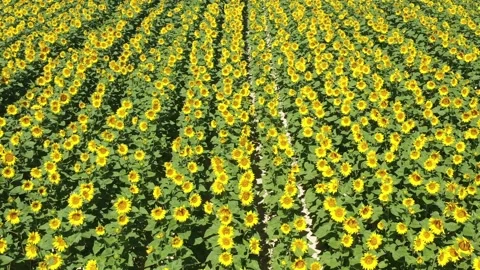 Sunflower field  Stock Footage 201974153