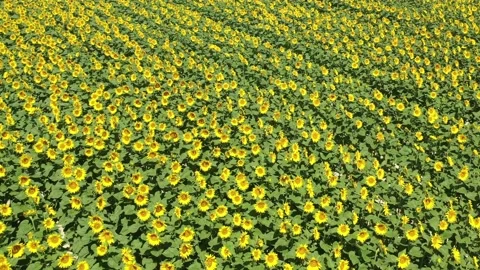 Sunflower field  Stock Footage 201974206