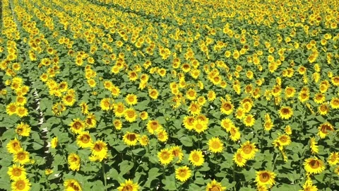 Sunflower field  Stock Footage 201974226
