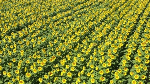 Sunflower field  Stock Footage 201974514