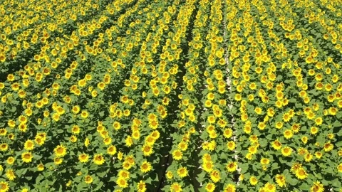 Sunflower field  Stock Footage 201974528