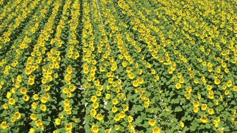 Sunflower field  Stock Footage 201974566
