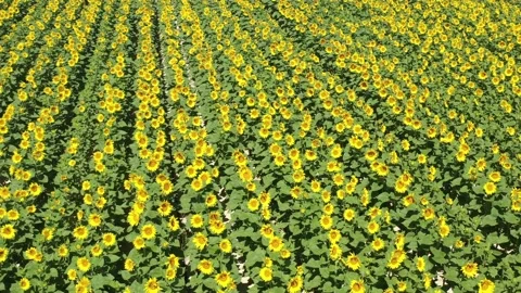 Sunflower field  Stock Footage 201974736