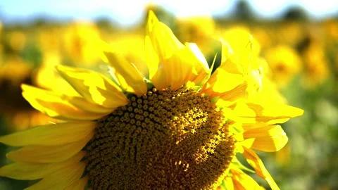 Sunflower field Stock Footage 205569474