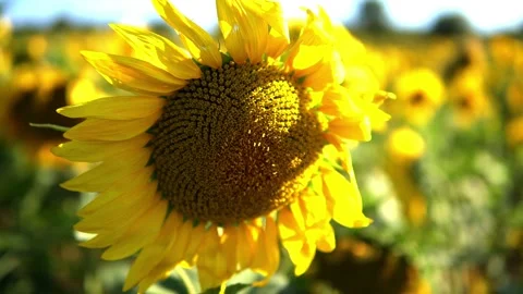 Sunflower field Stock Footage 205570140