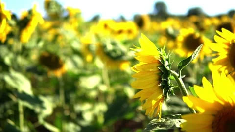 Sunflower field Stock Footage 212044388