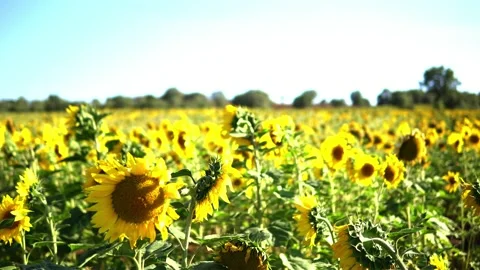 Sunflower field Stock Footage 212044428