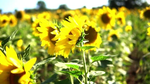 Sunflower field Stock Footage 212044601