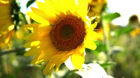 Sunflower field Stock Footage 212044604