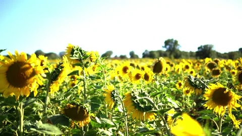 Sunflower field Stock Footage 212045107