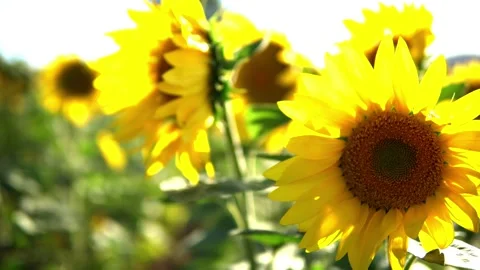 Sunflower field Stock Footage 212046330