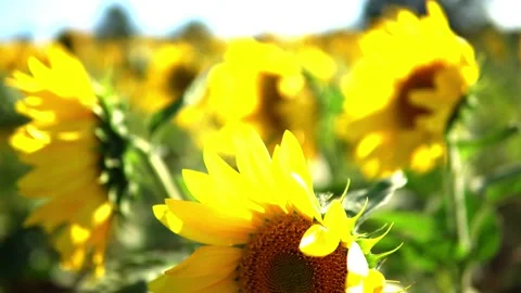Sunflower field Stock Footage 212046393