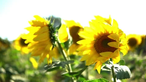 Sunflower field Stock Footage 212046797
