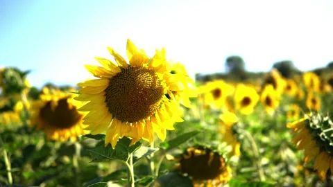 Sunflower field Stock Footage 212047009