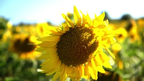 Sunflower field Stock Footage 212047647