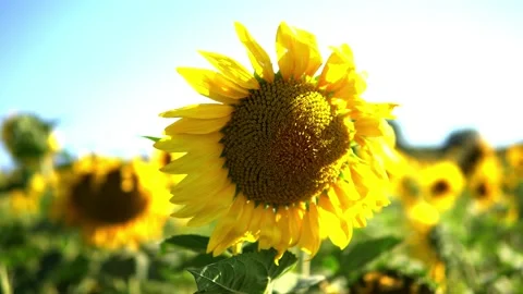 Sunflower field Stock Footage 212049062