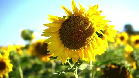 Sunflower field Stock Footage 213582467
