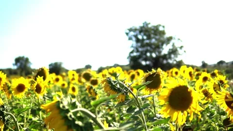 Sunflower field Stock Footage 213582507