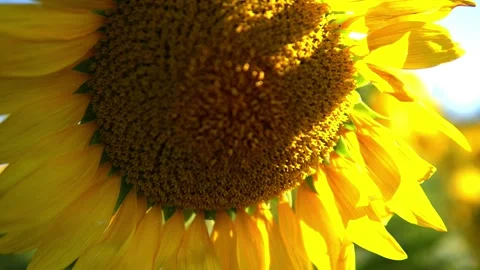 Sunflower field Stock Footage 213582748