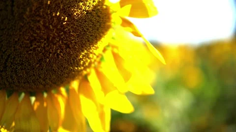 Sunflower field Stock Footage 213582757